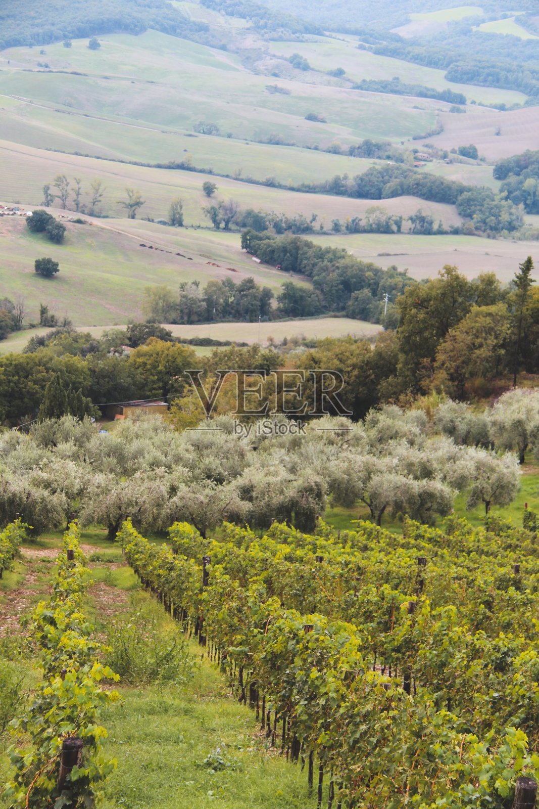托斯卡纳葡萄酒田照片摄影图片