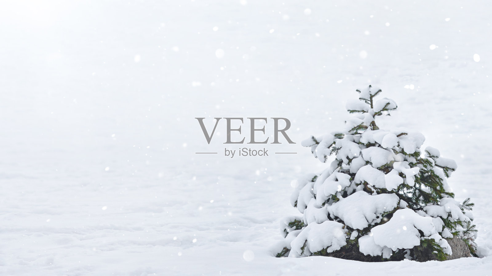 冬天的风景,一棵被雪覆盖的冷杉树。照片摄影图片