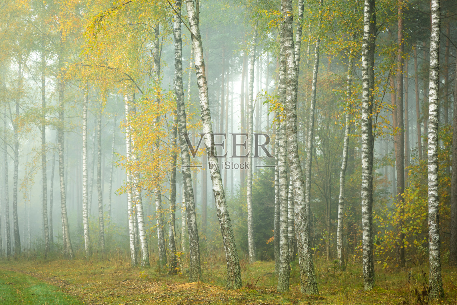 雾蒙蒙的秋林。雾蒙蒙的森林里的红秋。秋天森林中的晨雾照片摄影图片