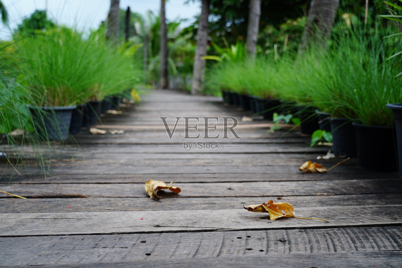 木制人行道照片摄影图片