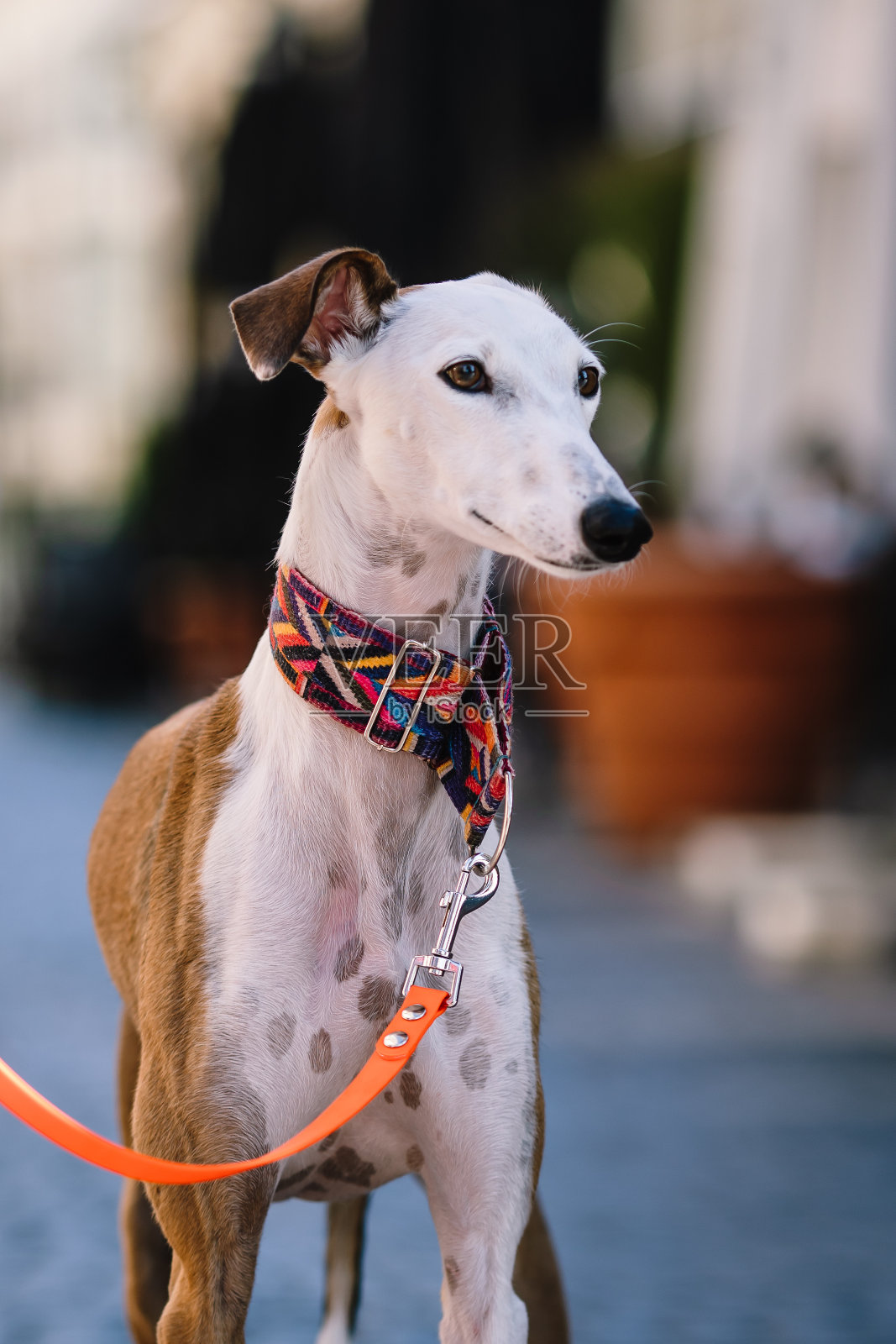 狗狗在城市里摆姿势照片摄影图片