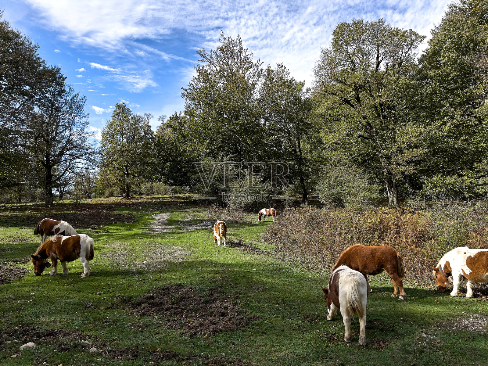 乌尔巴萨山的小马照片摄影图片