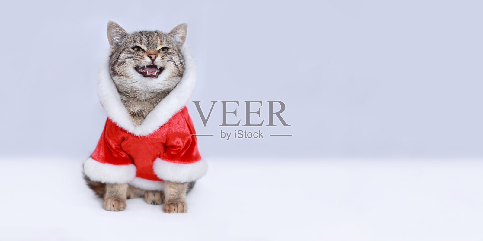 生气的圣诞老人猫咪,圣诞猫贺卡,白色背景上具攻击性的圣诞老人小猫,2023圣诞快乐,小猫露出牙齿,文本留白,带文案的网络banner照片摄影图片