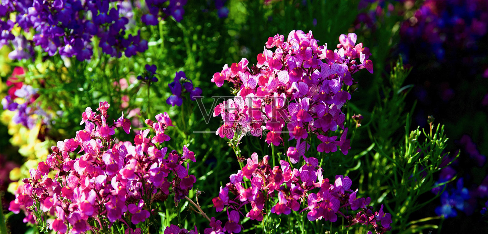 摩洛哥蛤蟆麻,芭蕉科,图乌姆巴,东南昆士兰照片摄影图片