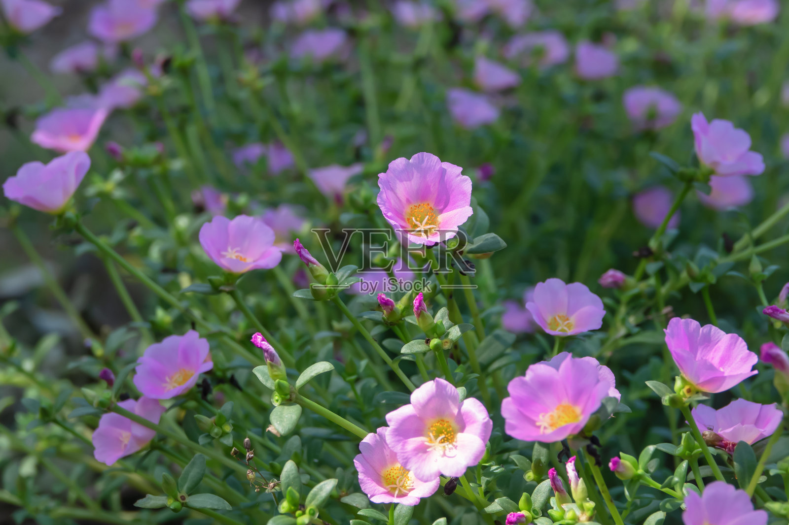 马齿苋花在花园里盛开照片摄影图片