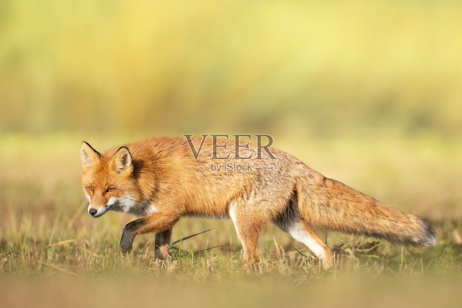 狐狸在秋天的风景,波兰欧洲,动物行走在冬季草地模糊背景照片摄影图片