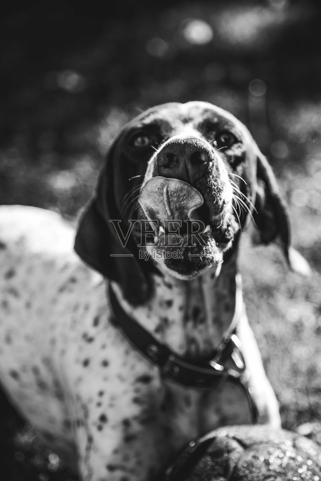 狗照片摄影图片