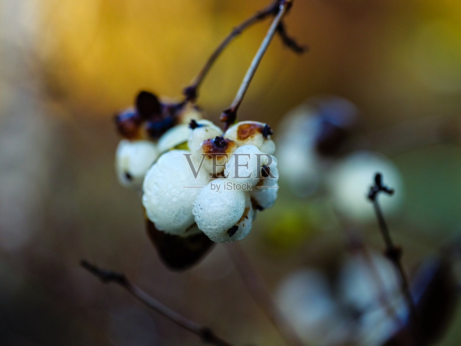 雨后的一堆雪莓浆果和小滴照片摄影图片