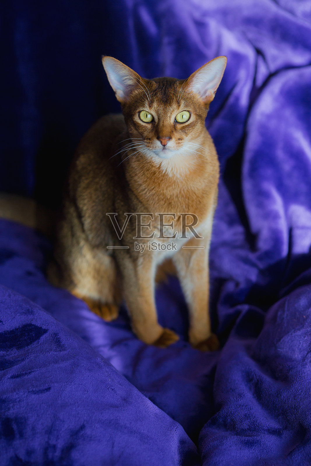 美丽的肖像阿比西尼亚猫在明亮的紫色背景。照片摄影图片