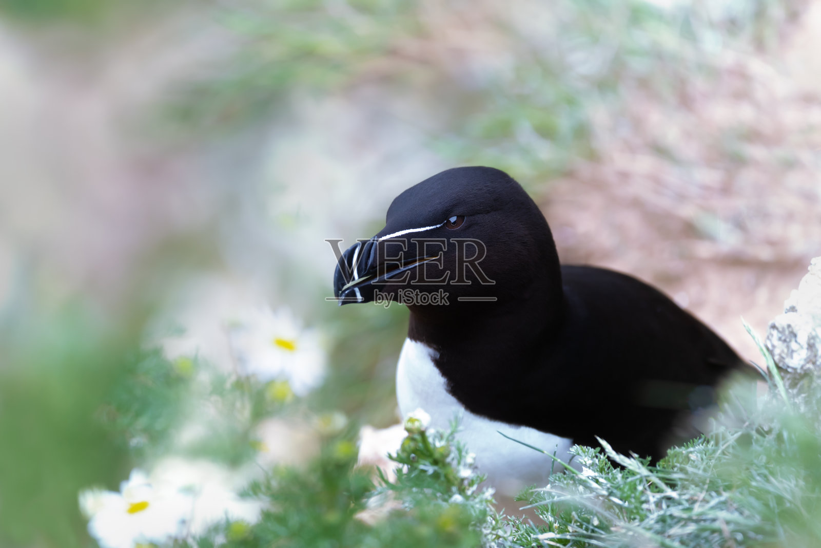 在悬崖上筑巢的剃刀鸟特写照片摄影图片