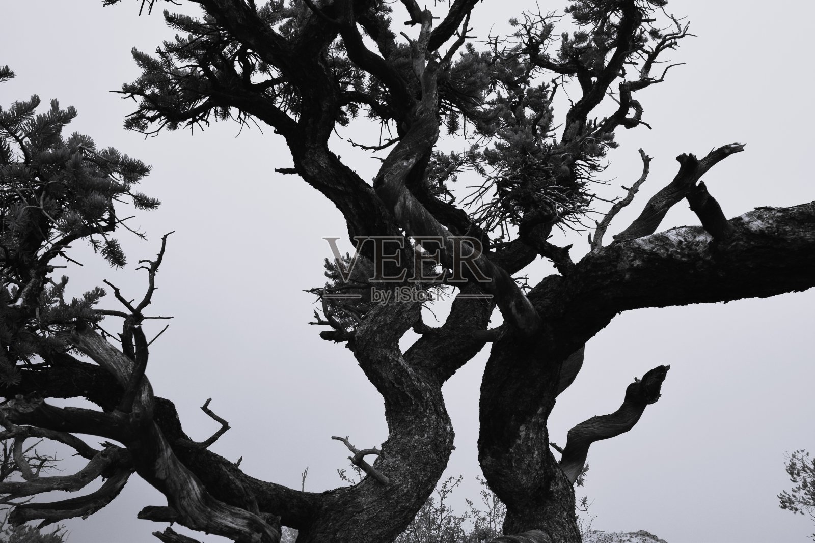 刺柏树的剪影在灰色背景的雾和雾照片摄影图片