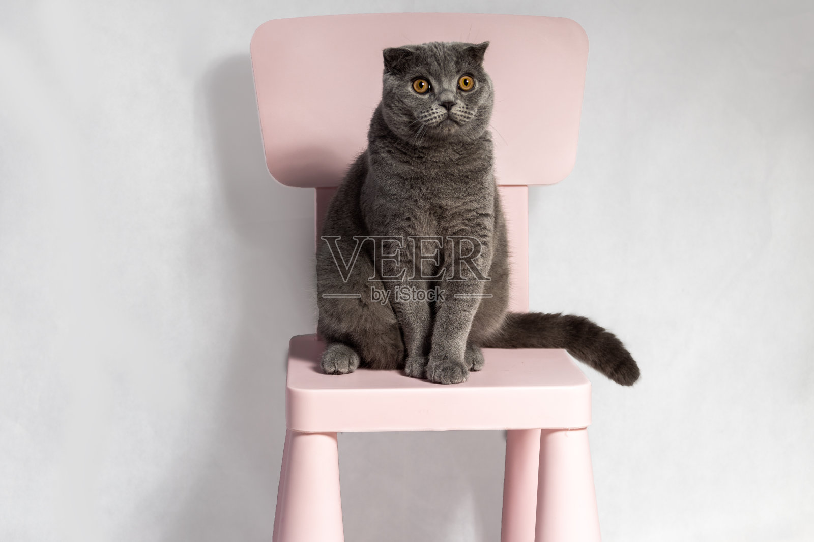 灰色的苏格兰折耳猫坐在椅子上照片摄影图片