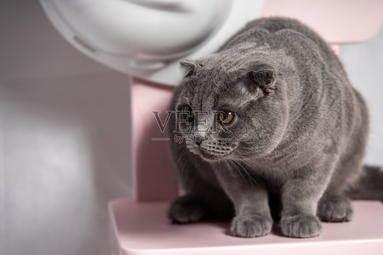 灰色的苏格兰折耳猫坐在椅子上照片摄影图片