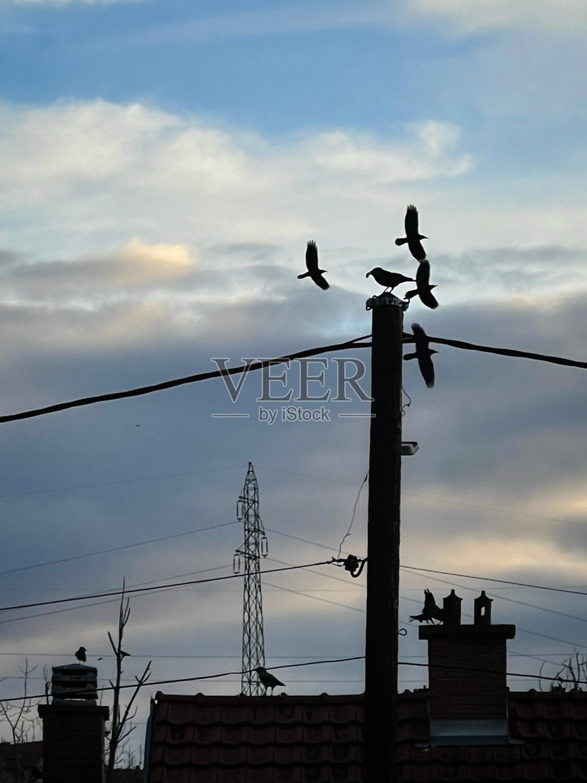 鸟和电线照片摄影图片