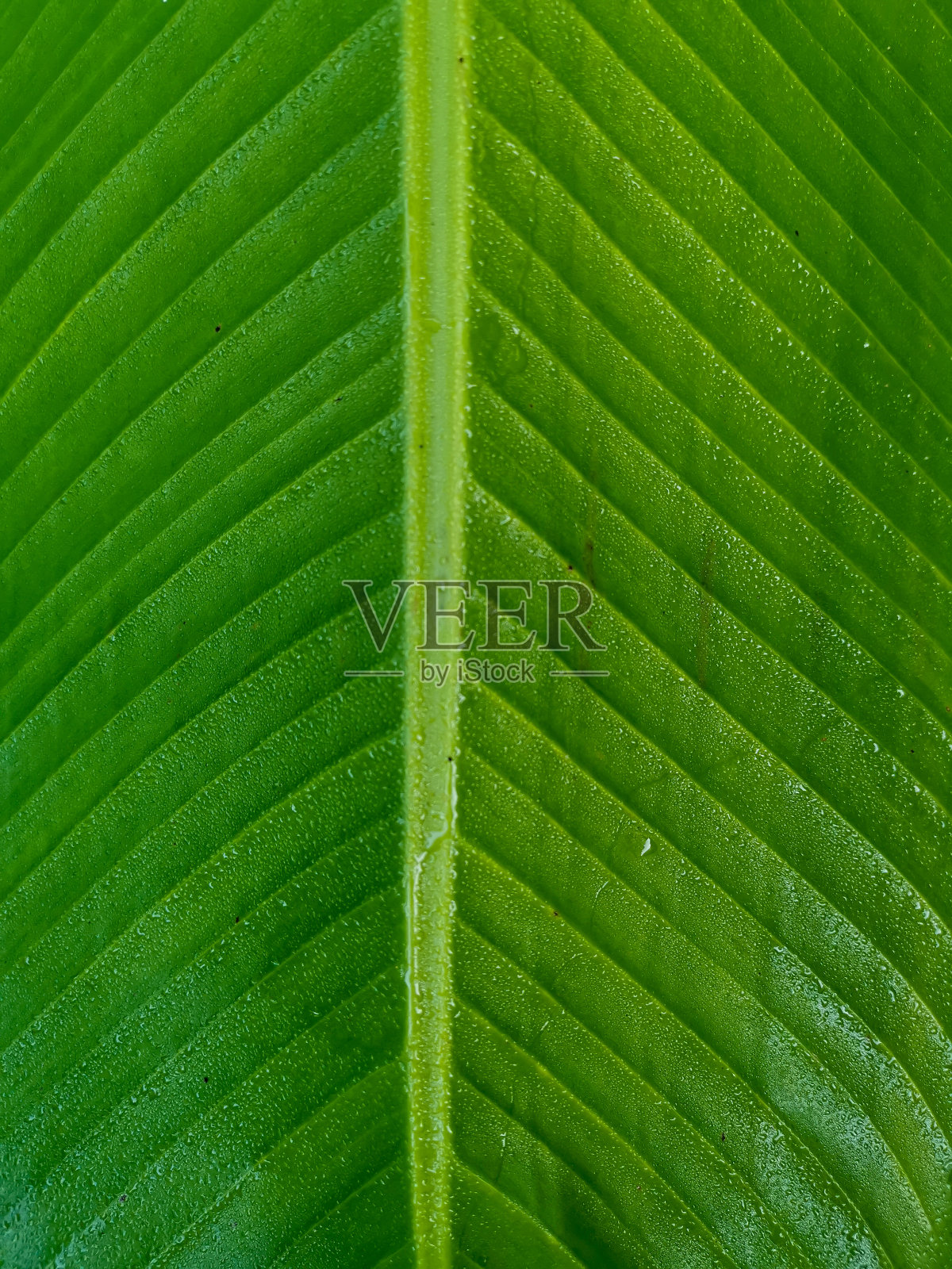 热带芭蕉叶质地,大棕榈叶自然深绿色背景照片摄影图片