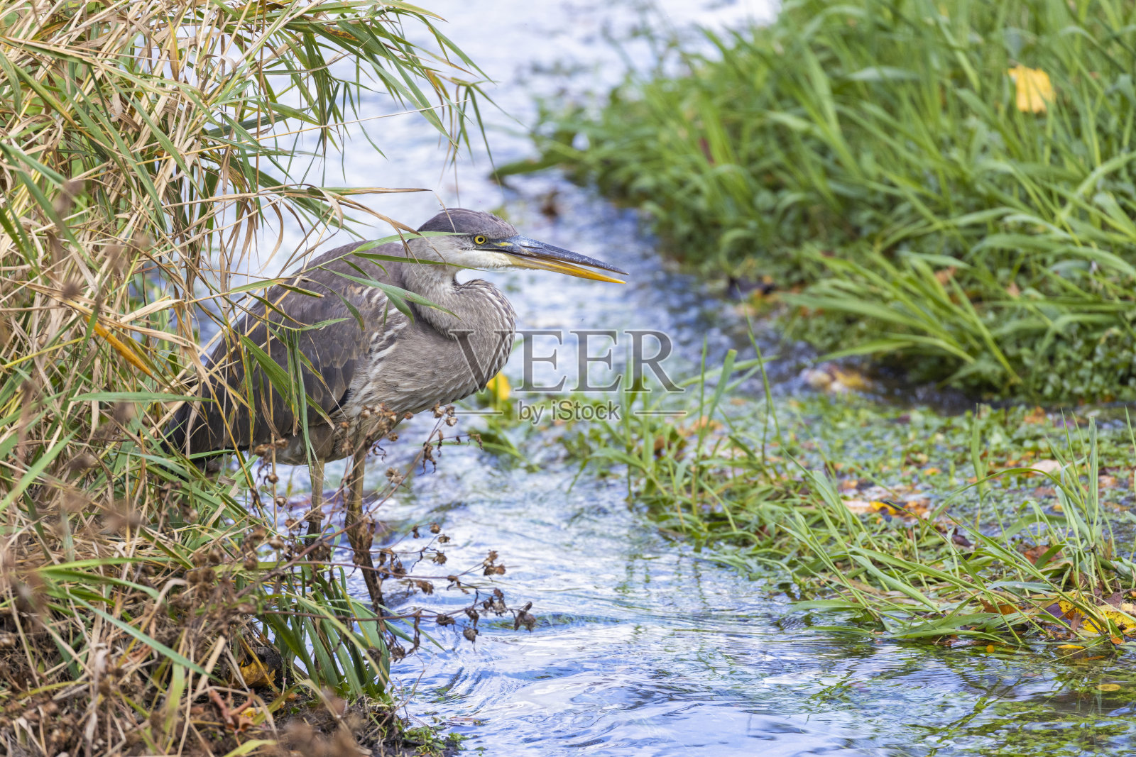 大蓝鹭钓鱼照片摄影图片