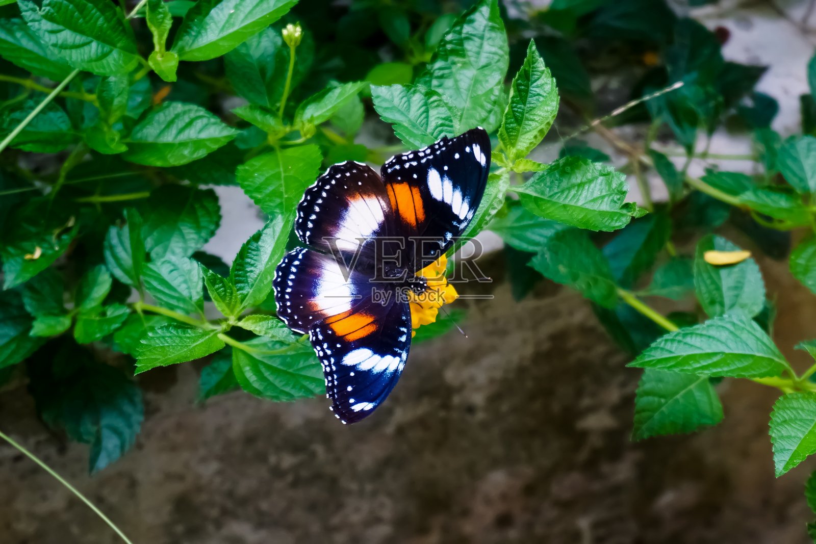 大蛋蝇、普通蛋蝇或新西兰的蓝月亮蝶是一种若虫蝴蝶。照片摄影图片