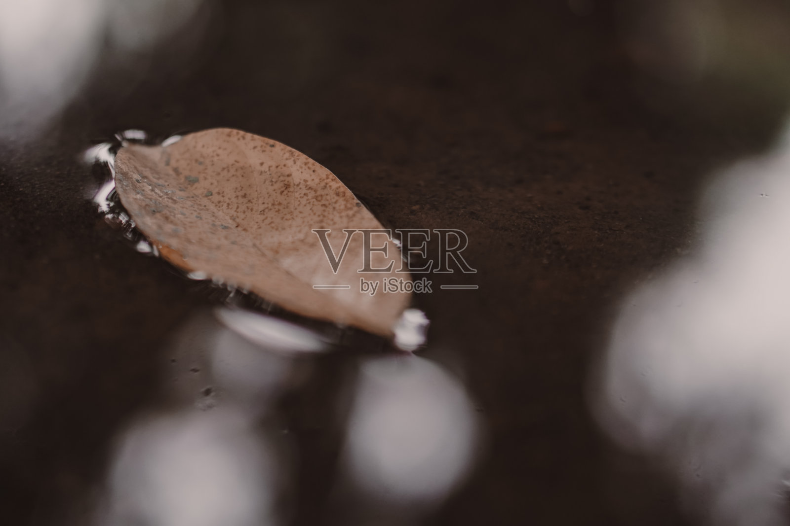 干树叶在水面上照片摄影图片