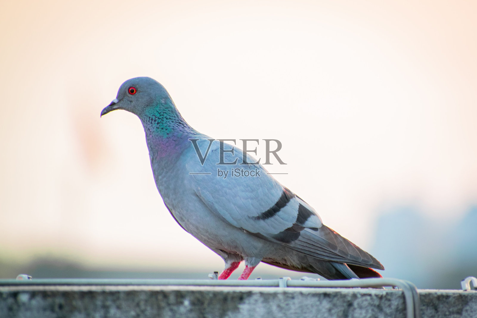 侧面的可爱的山鸽在浅模糊的背景照片摄影图片