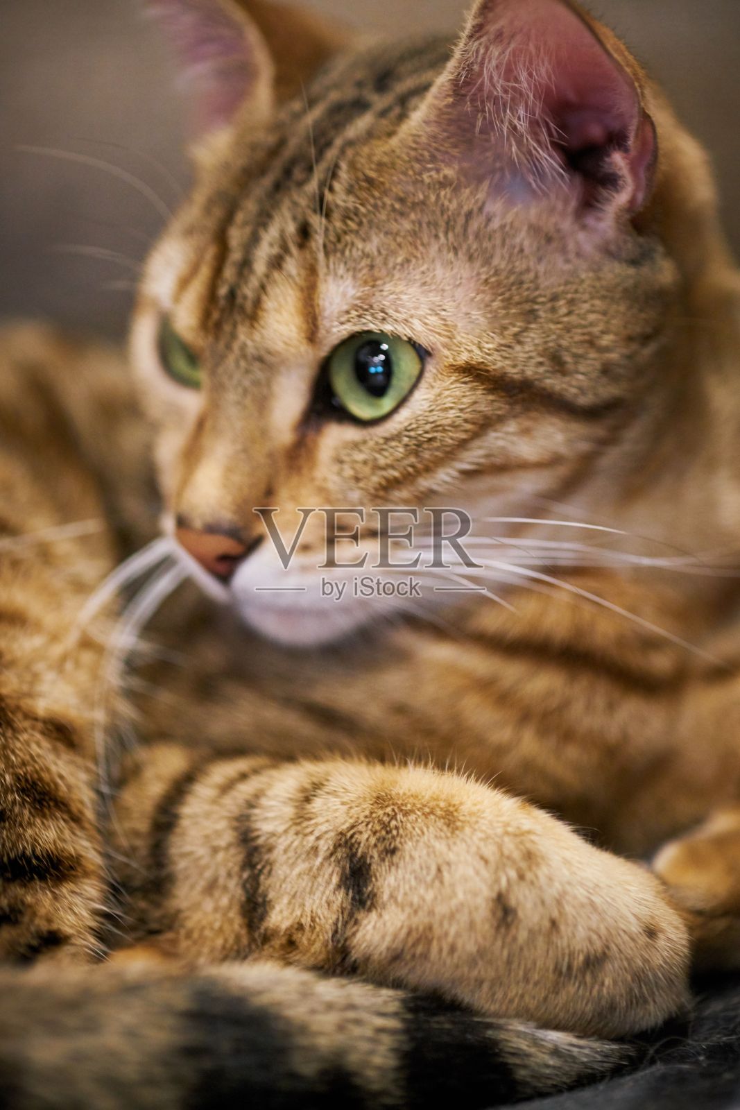 毛茸茸的猫放松的肖像照片摄影图片