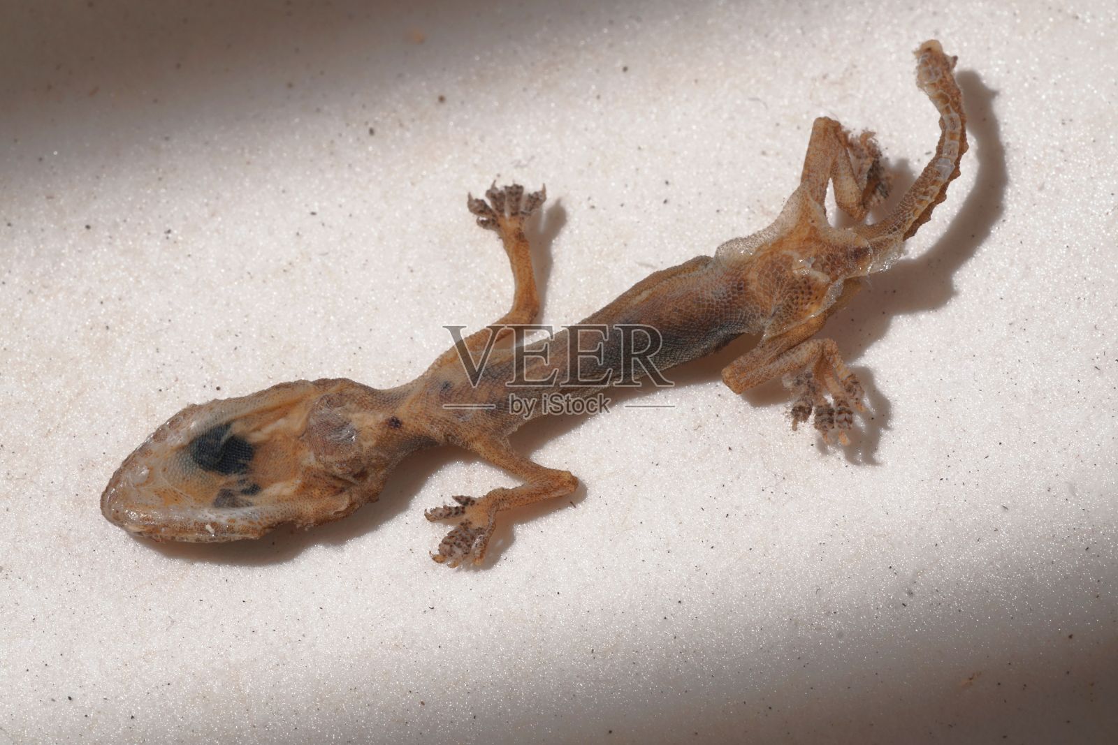 俯视图的一个施莱格尔日本壁虎躺在白色表面照片摄影图片