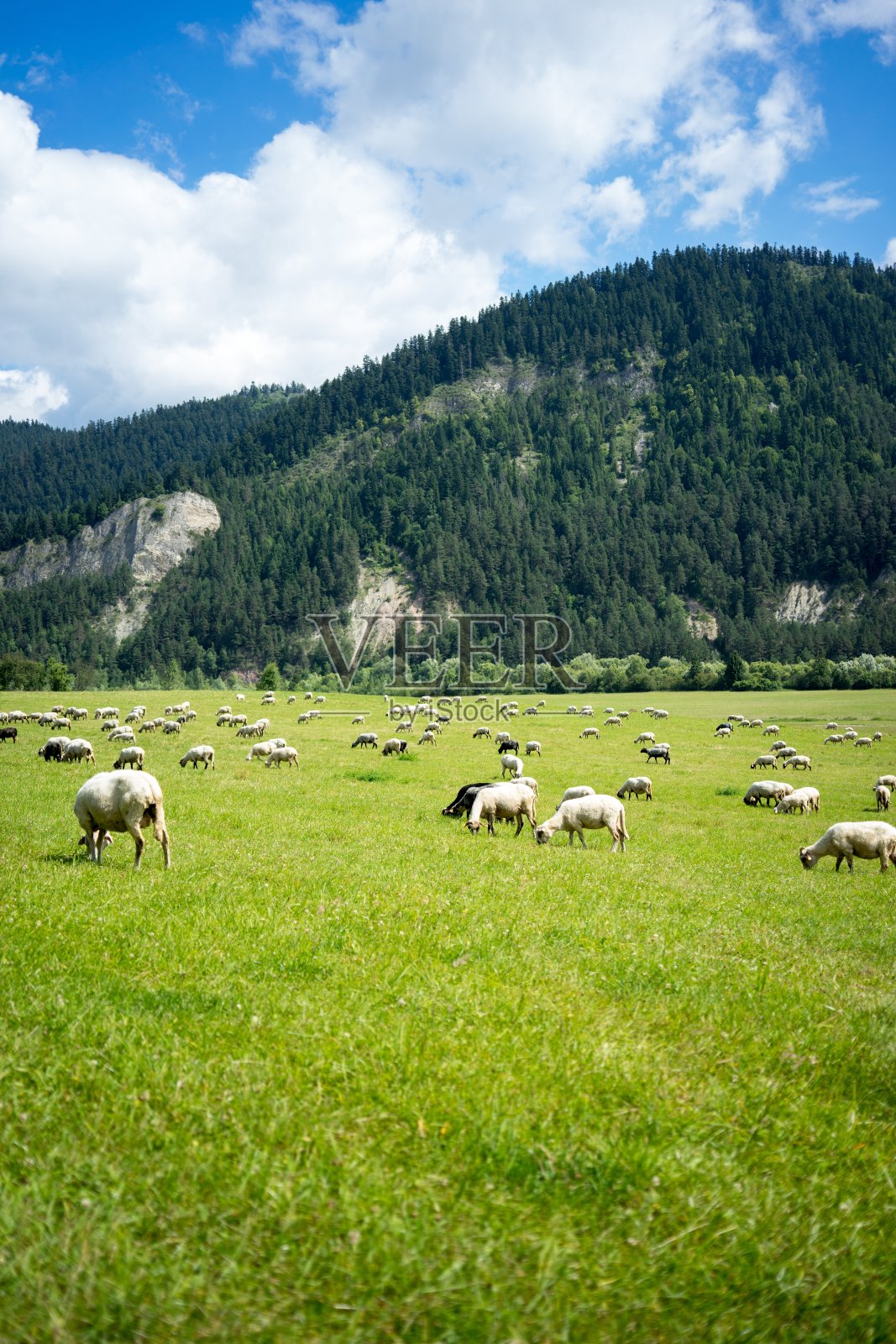 一群羊在高山环绕的牧场上吃草的垂直镜头照片摄影图片
