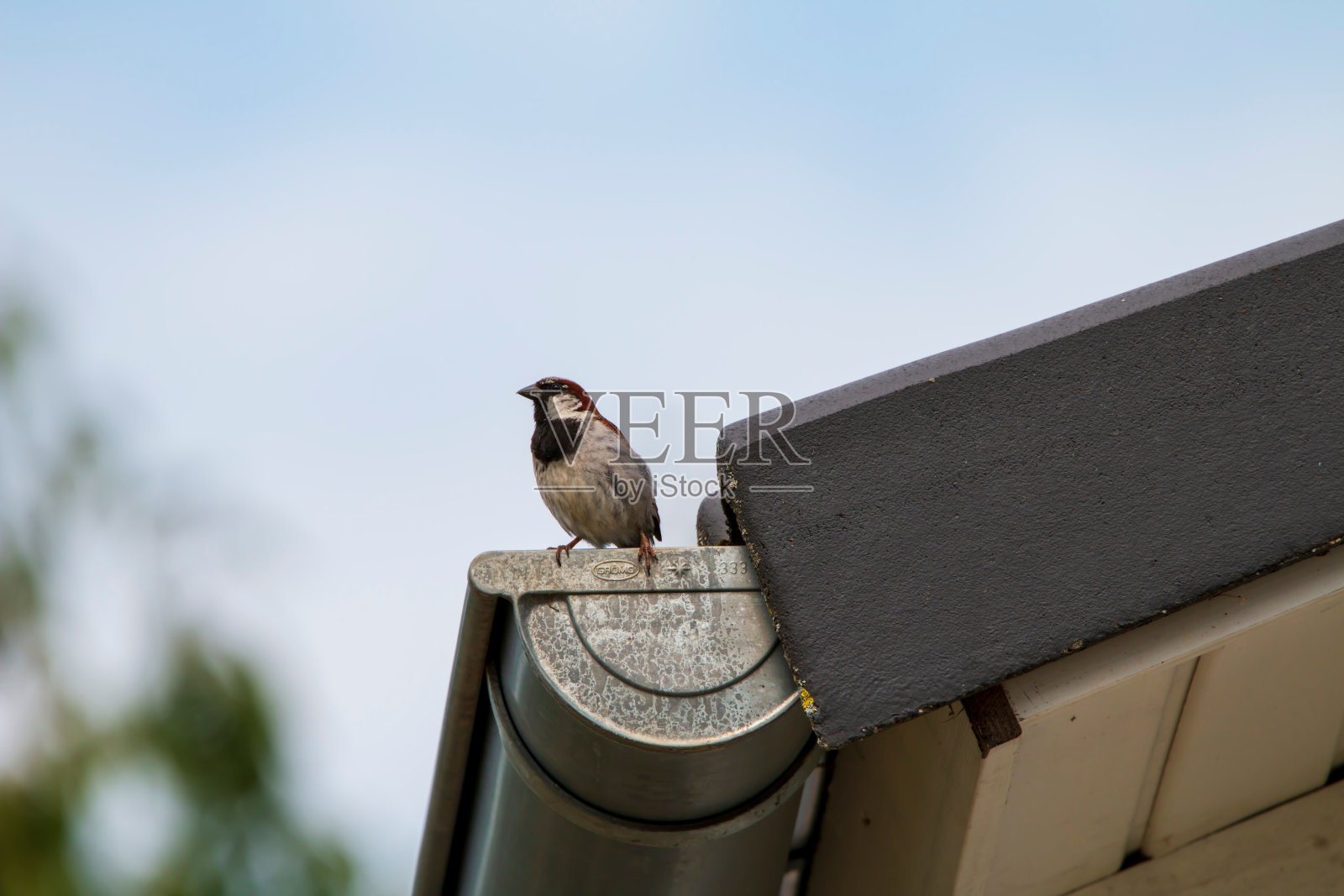 一只家麻雀在白天栖息在连着屋顶的管子上照片摄影图片