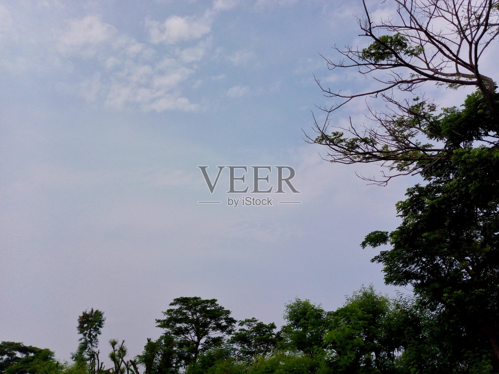 树蓝天,阳光灿烂的日子,树顶衬蓝天。照片摄影图片