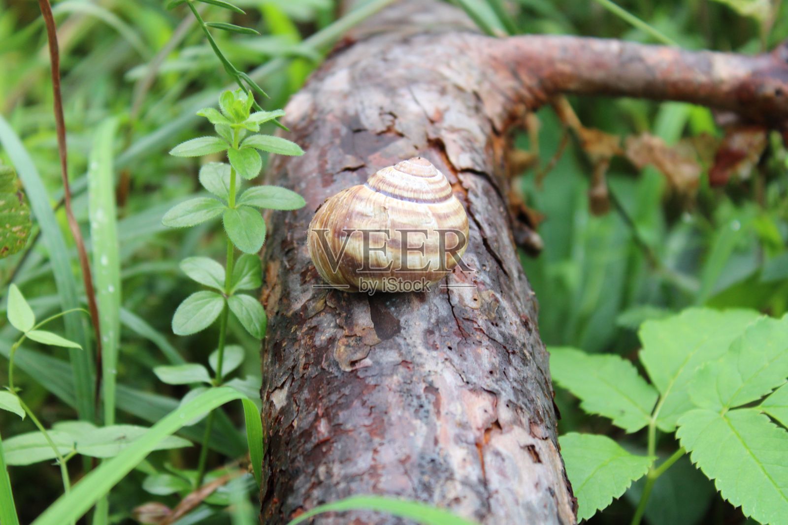 微距拍摄的紫红色蜗牛壳在树枝上的树皮在绿色照片摄影图片