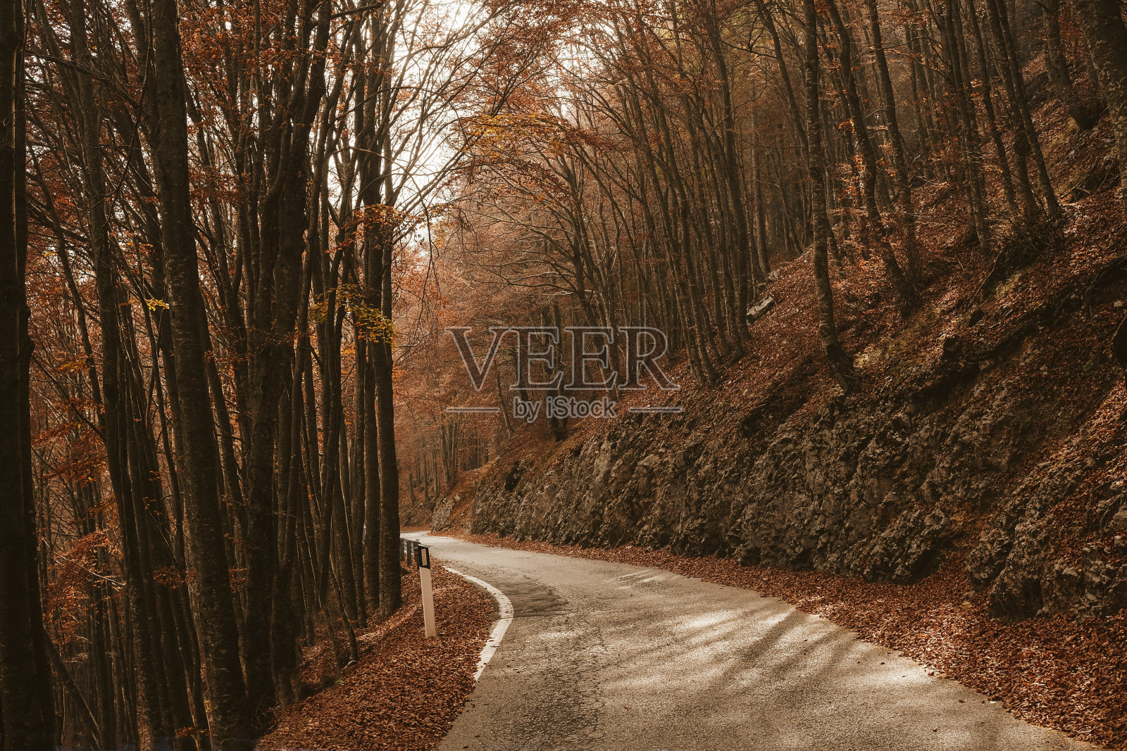 秋天的白天,森林里高大的树木之间空无一人的道路照片摄影图片