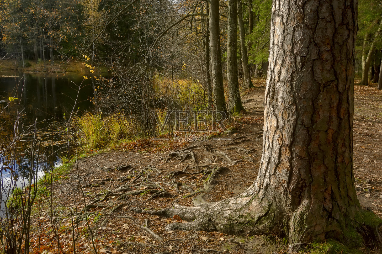 在列宁格勒地区的前Leuchtenbergskys的领地上的Sergeevka公园的秋季景观。照片摄影图片