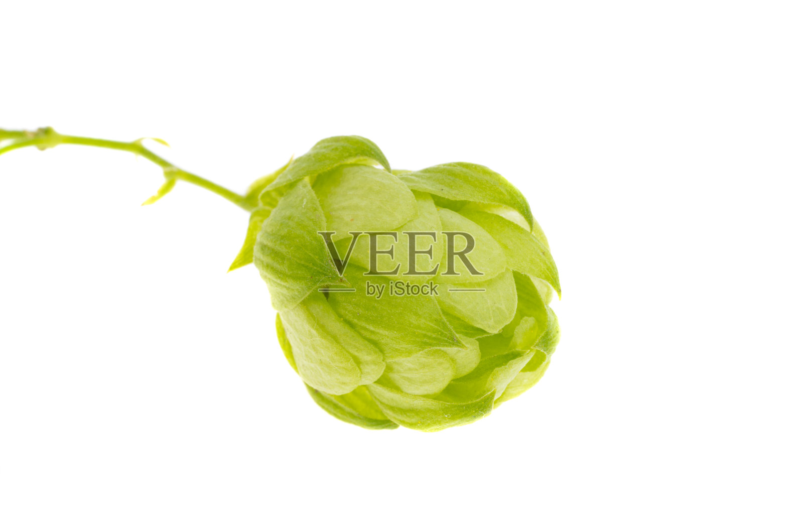 啤酒花锥分离照片摄影图片