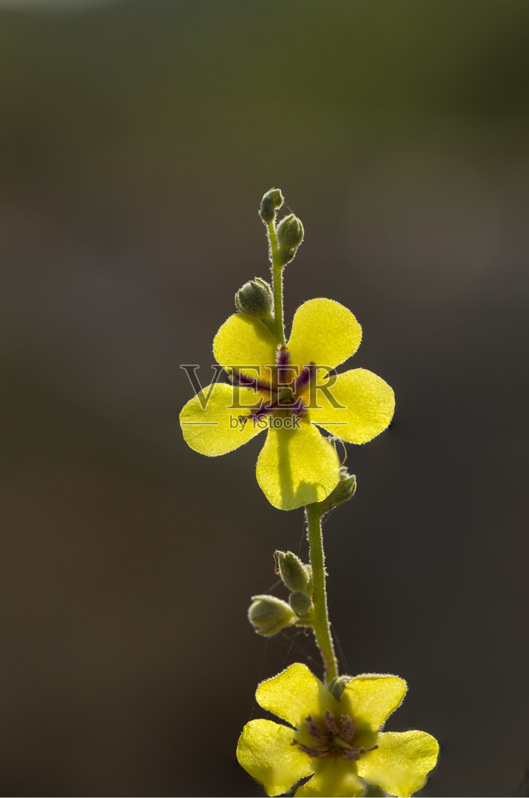 - 波浪叶毛蕊花、波浪叶毛蕊花照片摄影图片