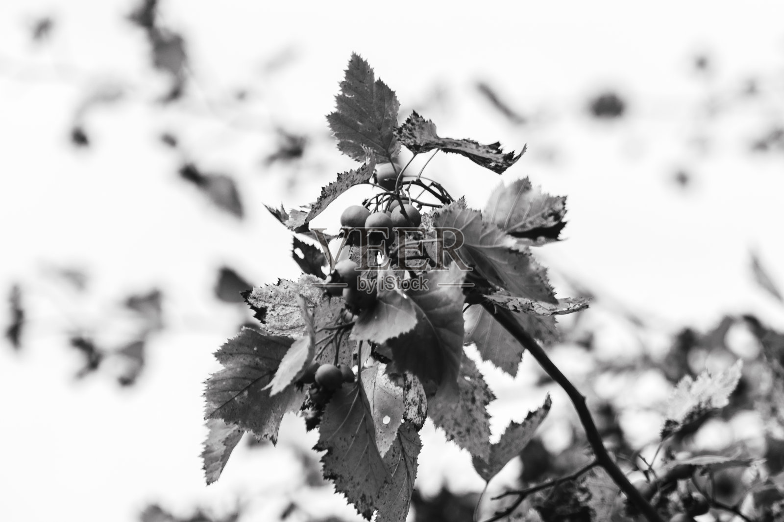 灰度山楂浆果的树枝特写照片摄影图片