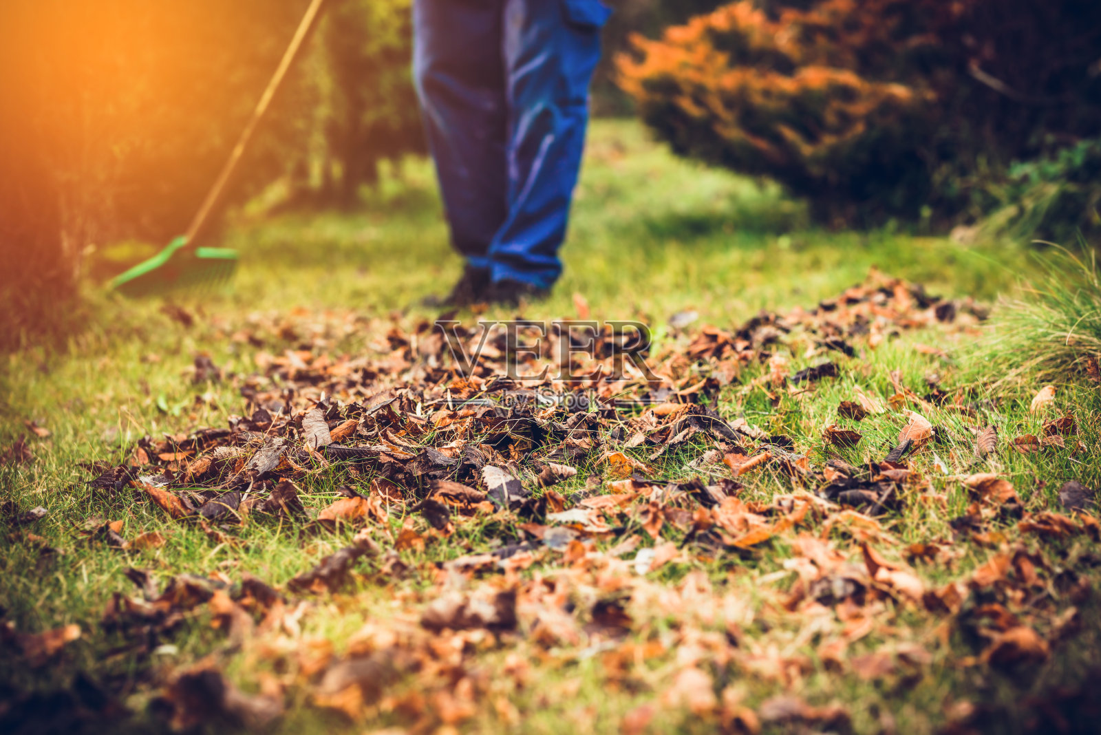 收集树叶。那个人正在用耙子耙树叶。照片摄影图片
