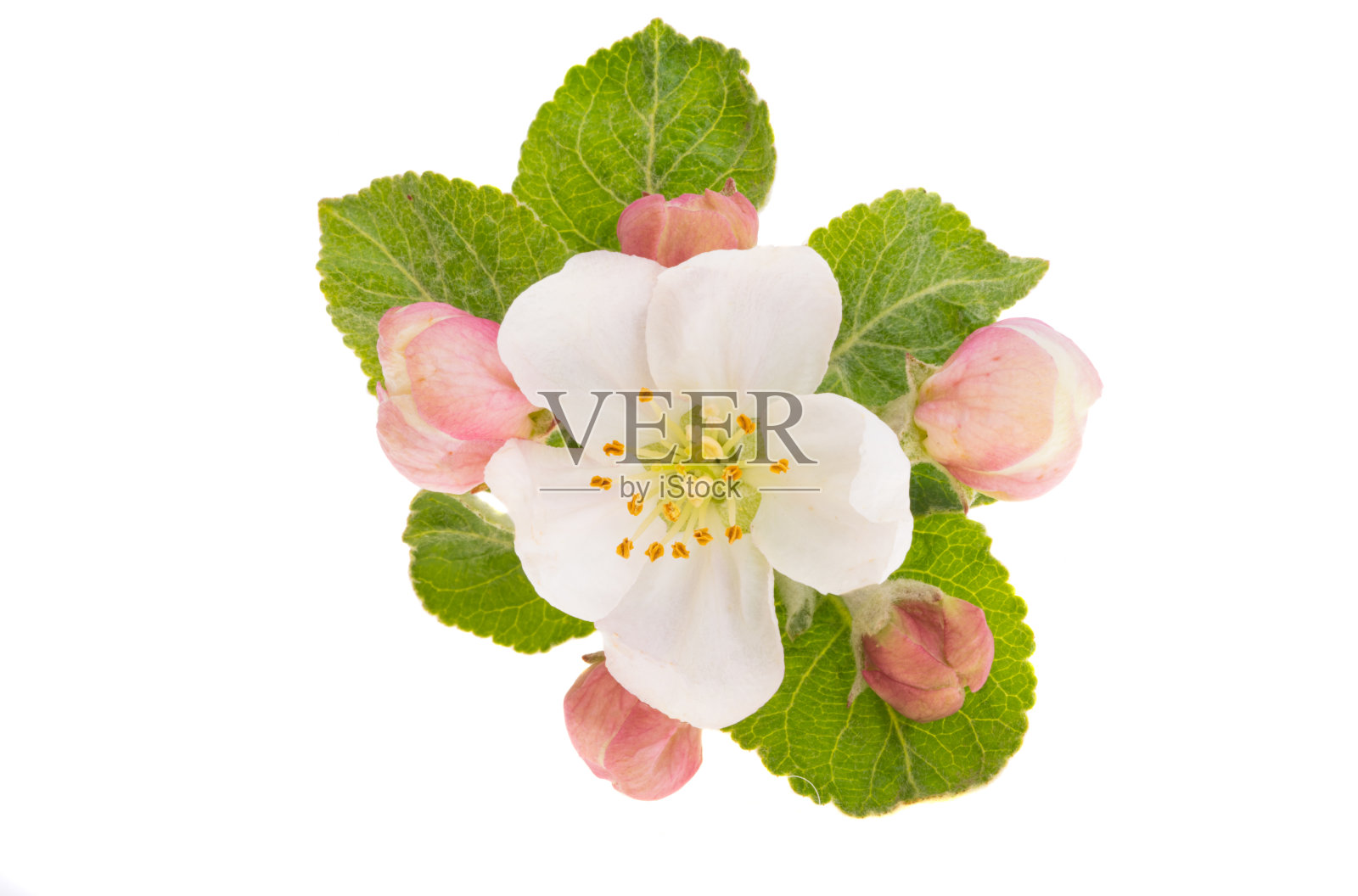 苹果树花孤立照片摄影图片