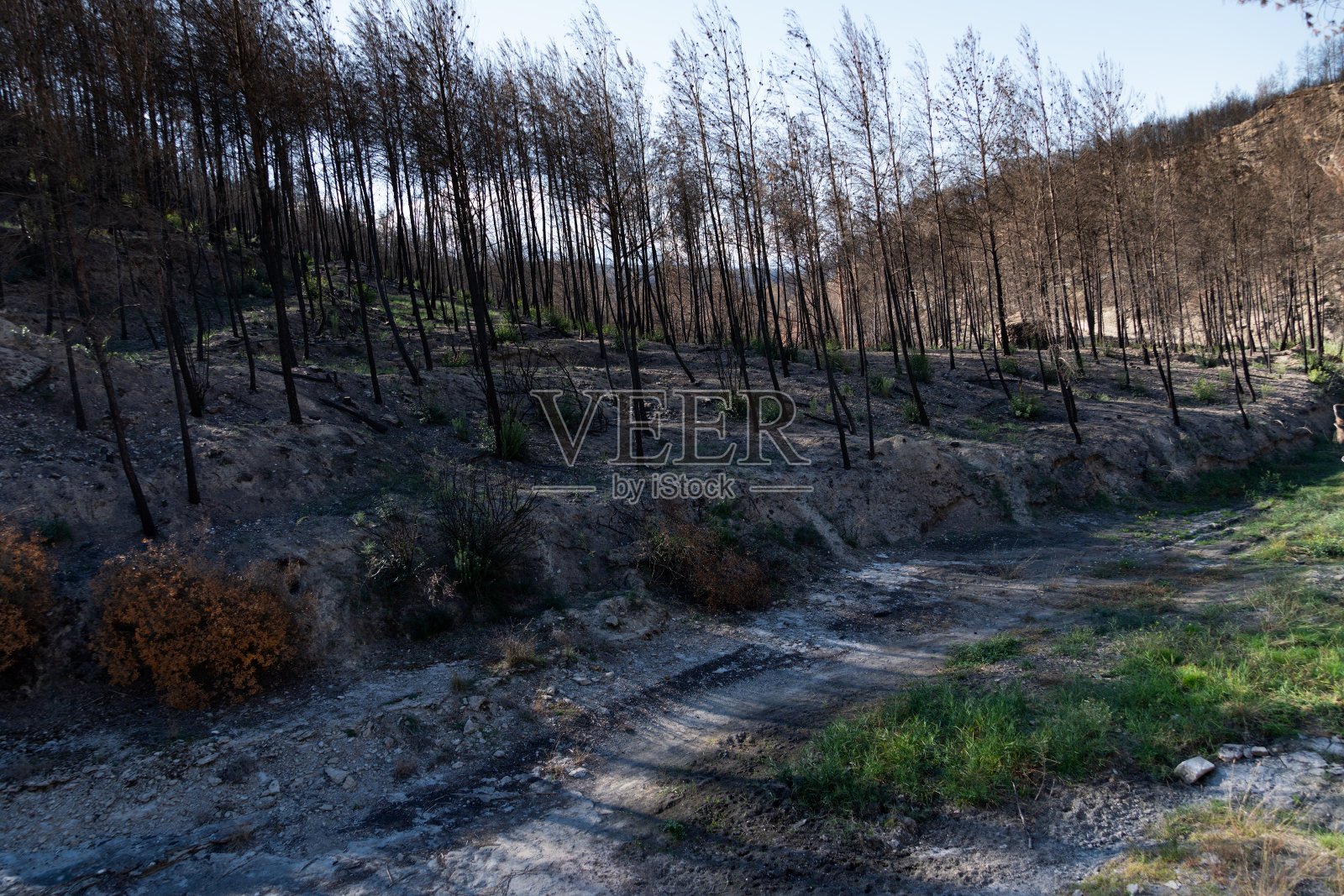 烧焦的森林斜坡紧挨着干涸的流域照片摄影图片