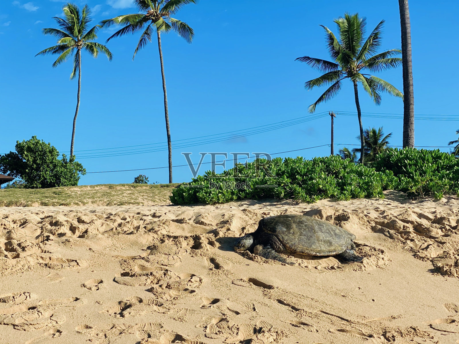 沙滩上的大海龟,蓝天下高大的棕榈树为背景照片摄影图片