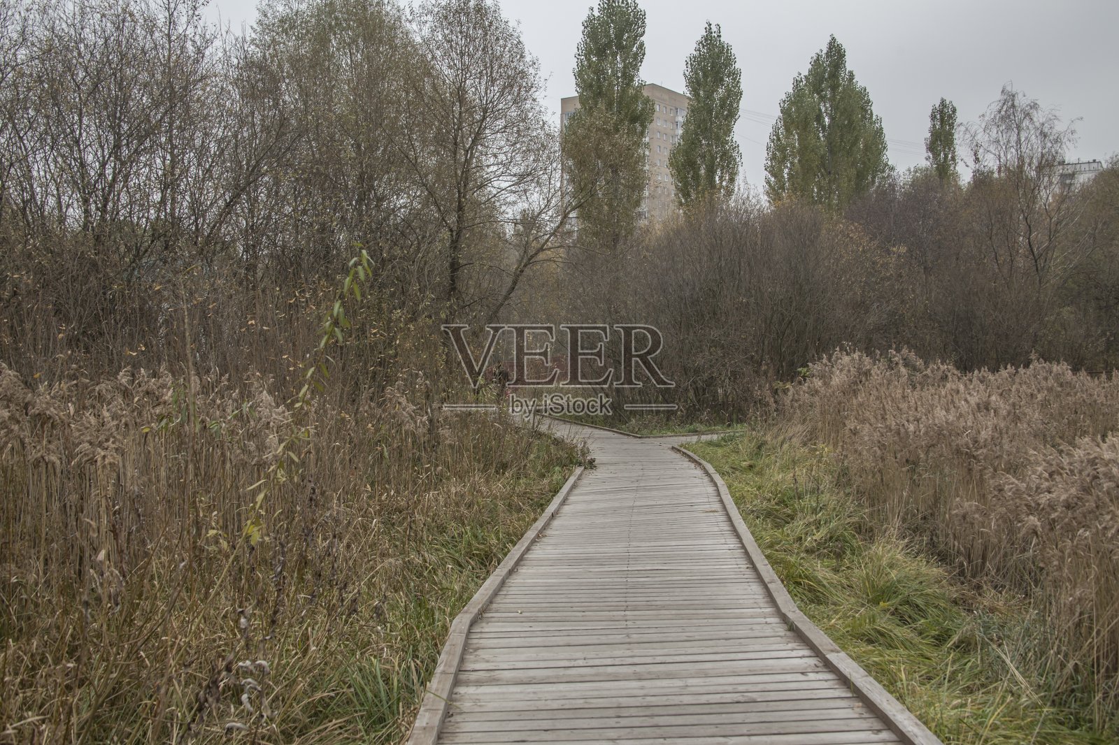 俄罗斯公园森林附近的木桥的美丽照片照片摄影图片