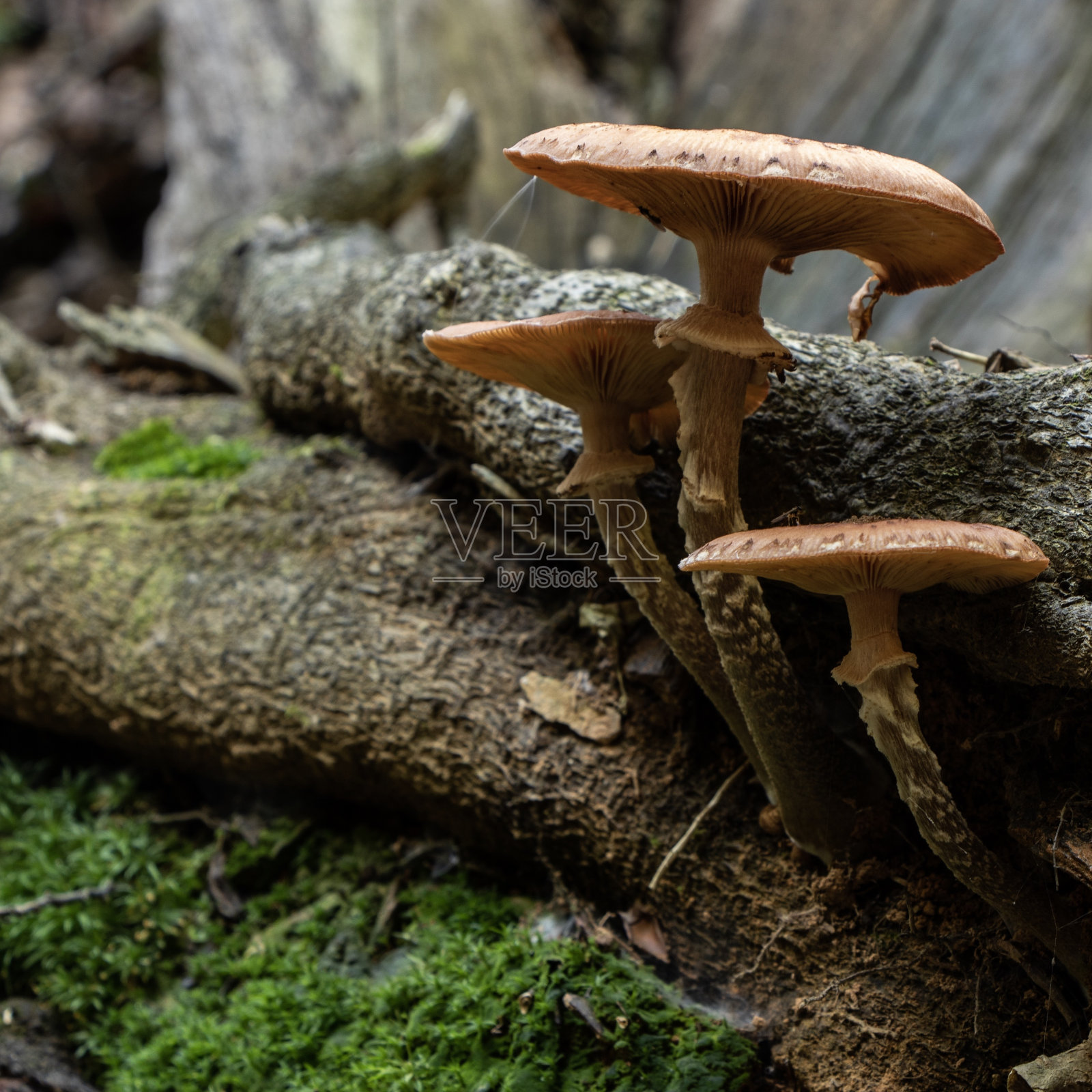 一个香菇的特写镜头在森林里的木头附近照片摄影图片