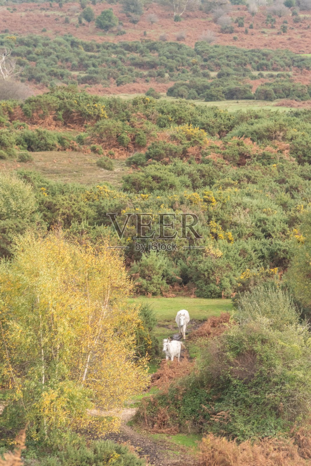新森林22秋照片摄影图片