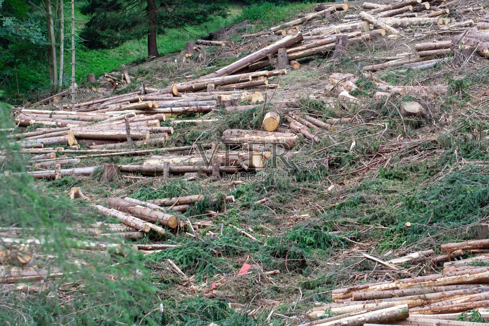 德国图林根森林中刚砍伐的树木照片摄影图片