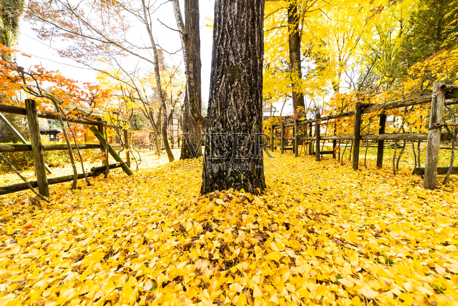 日本的一个公园覆盖着明亮的黄色银杏叶照片摄影图片