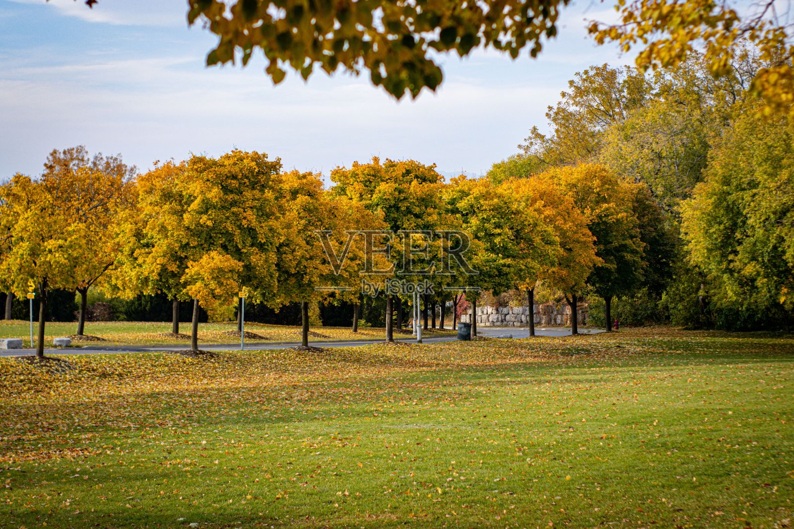 秋天,公园里的一排树,背景是多云的天空照片摄影图片
