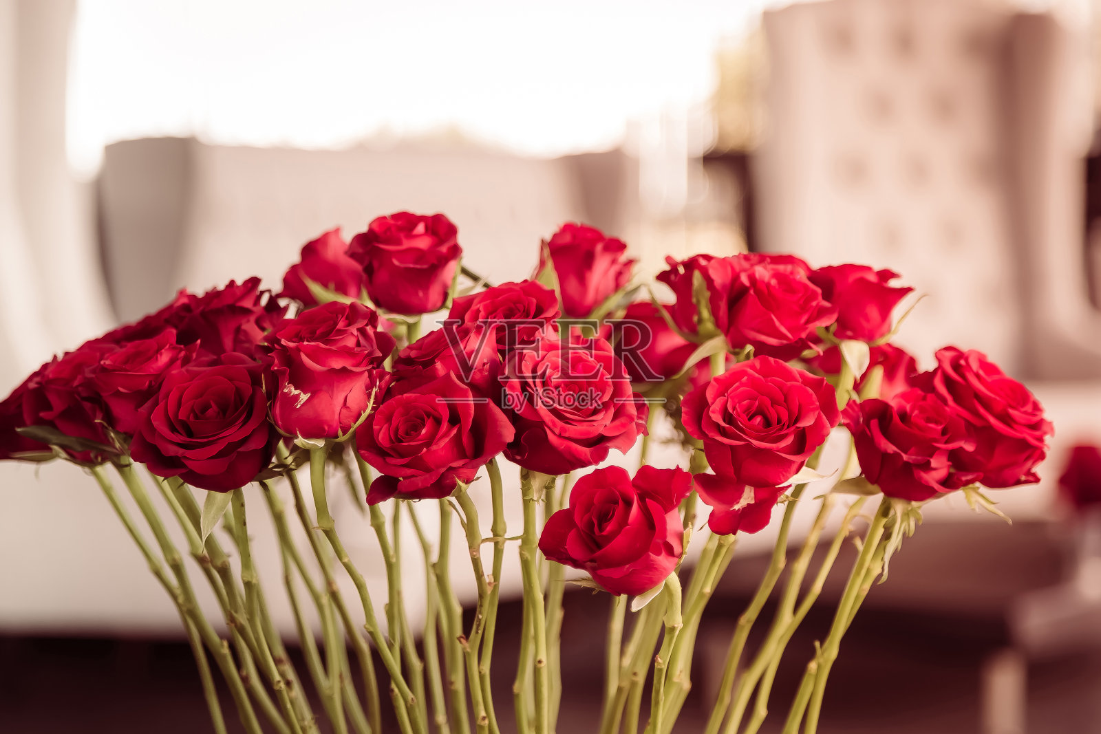 美丽的玫瑰特写镜头照片摄影图片