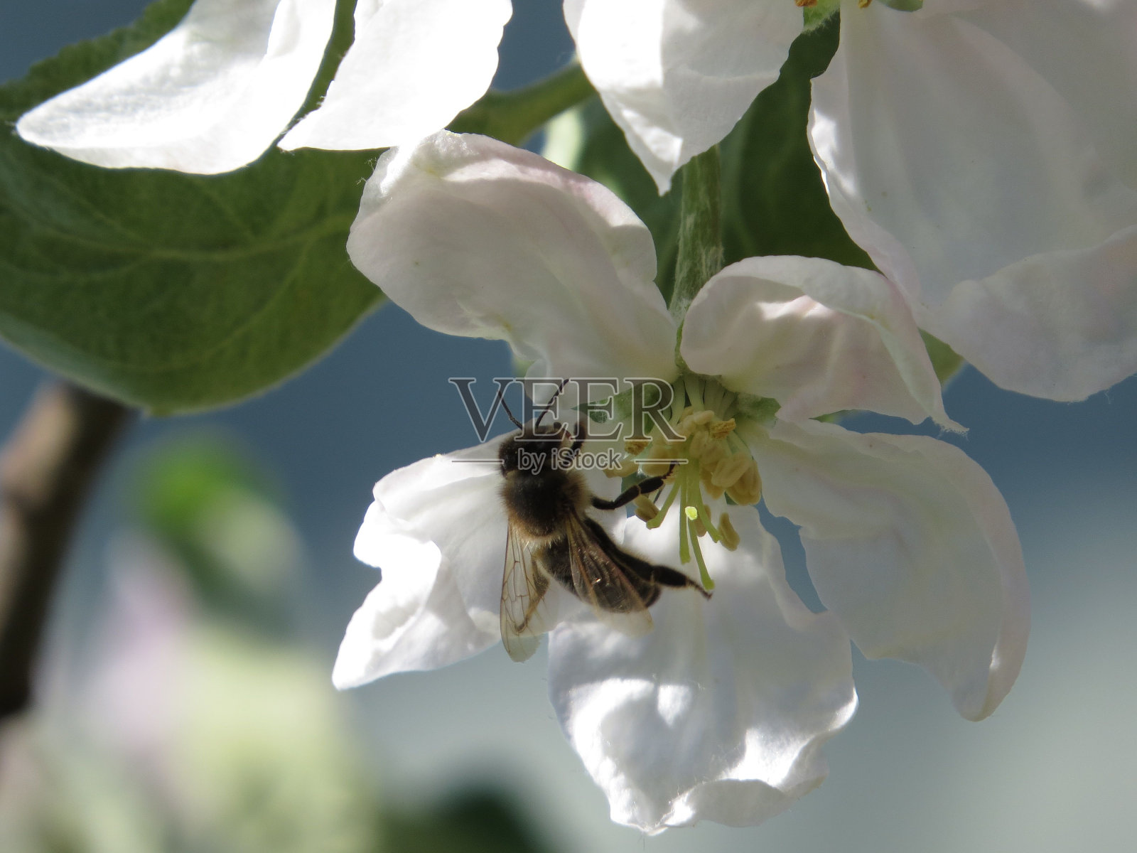 一只蜜蜂为一朵盛开的白色苹果花授粉的特写镜头照片摄影图片