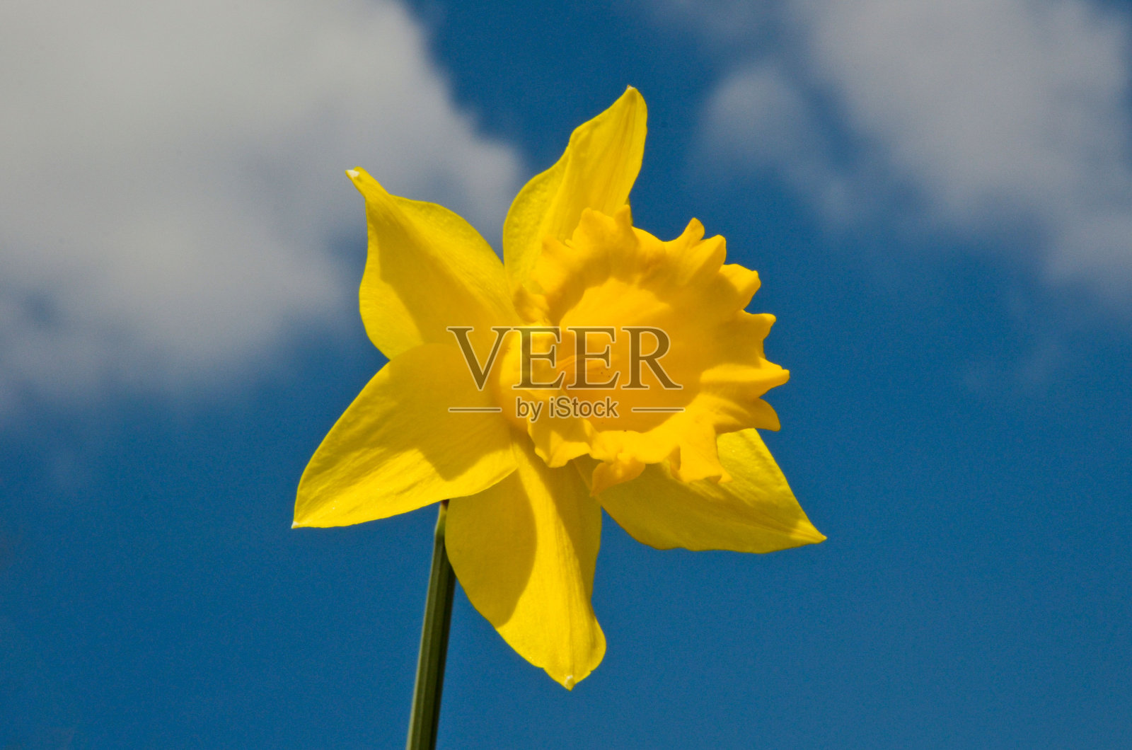 黄色水仙花的特写照片摄影图片