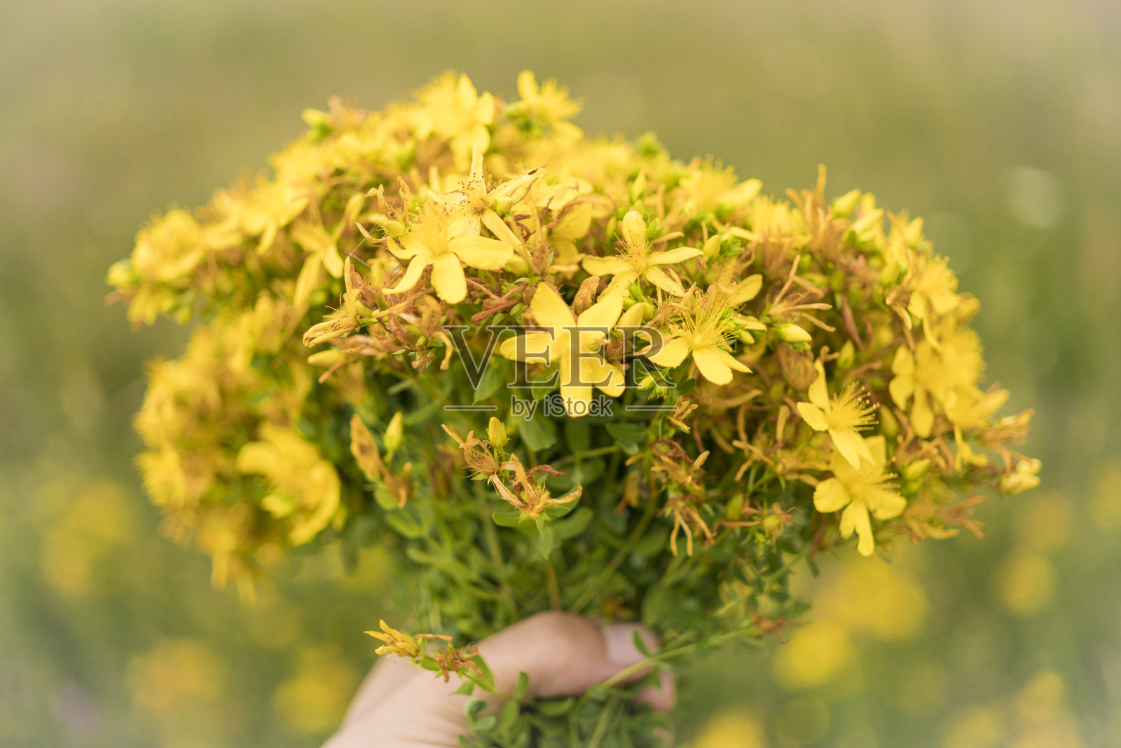 野生黄色花朵的特写镜头照片摄影图片