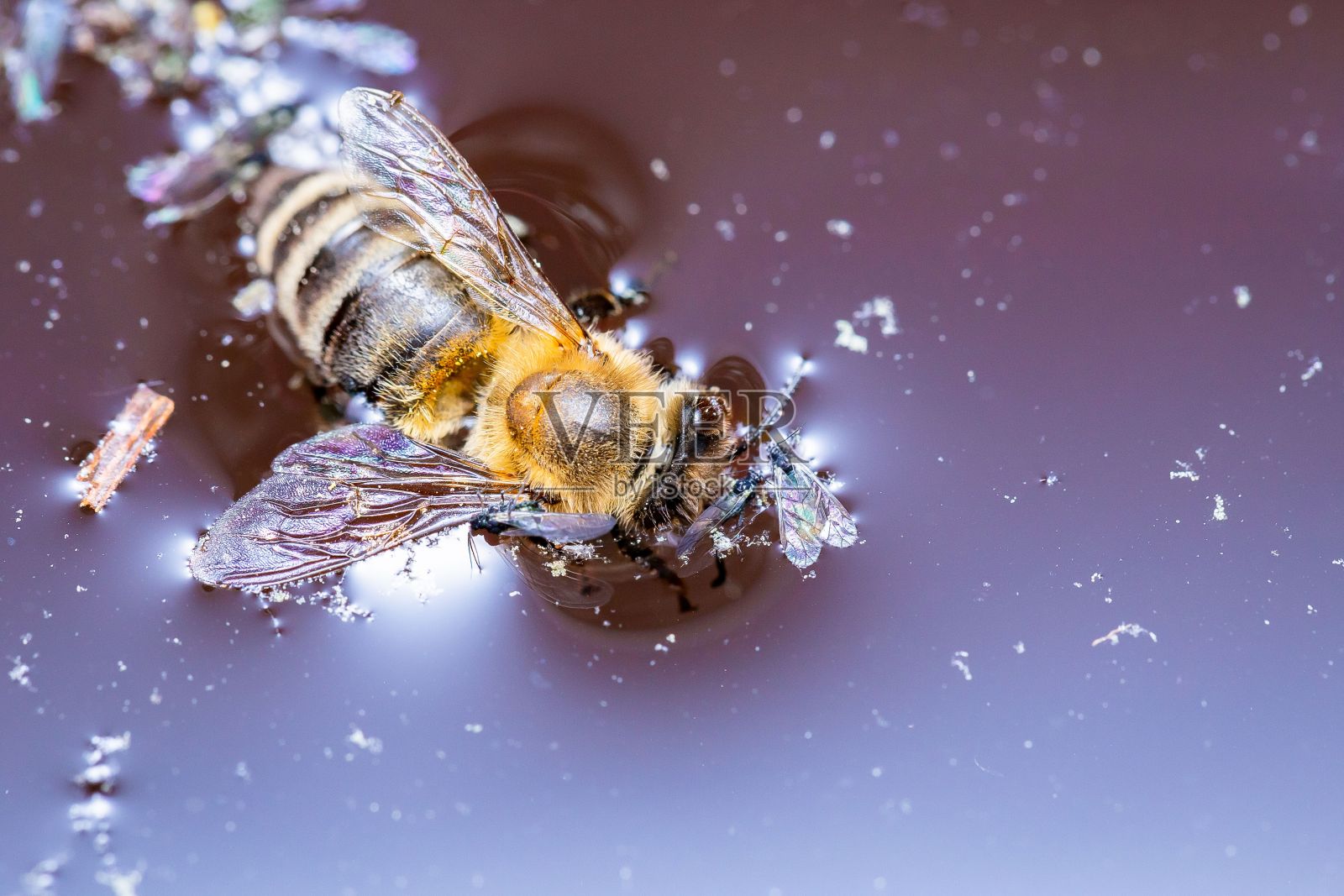 湖面上一只蜜蜂的特写镜头照片摄影图片