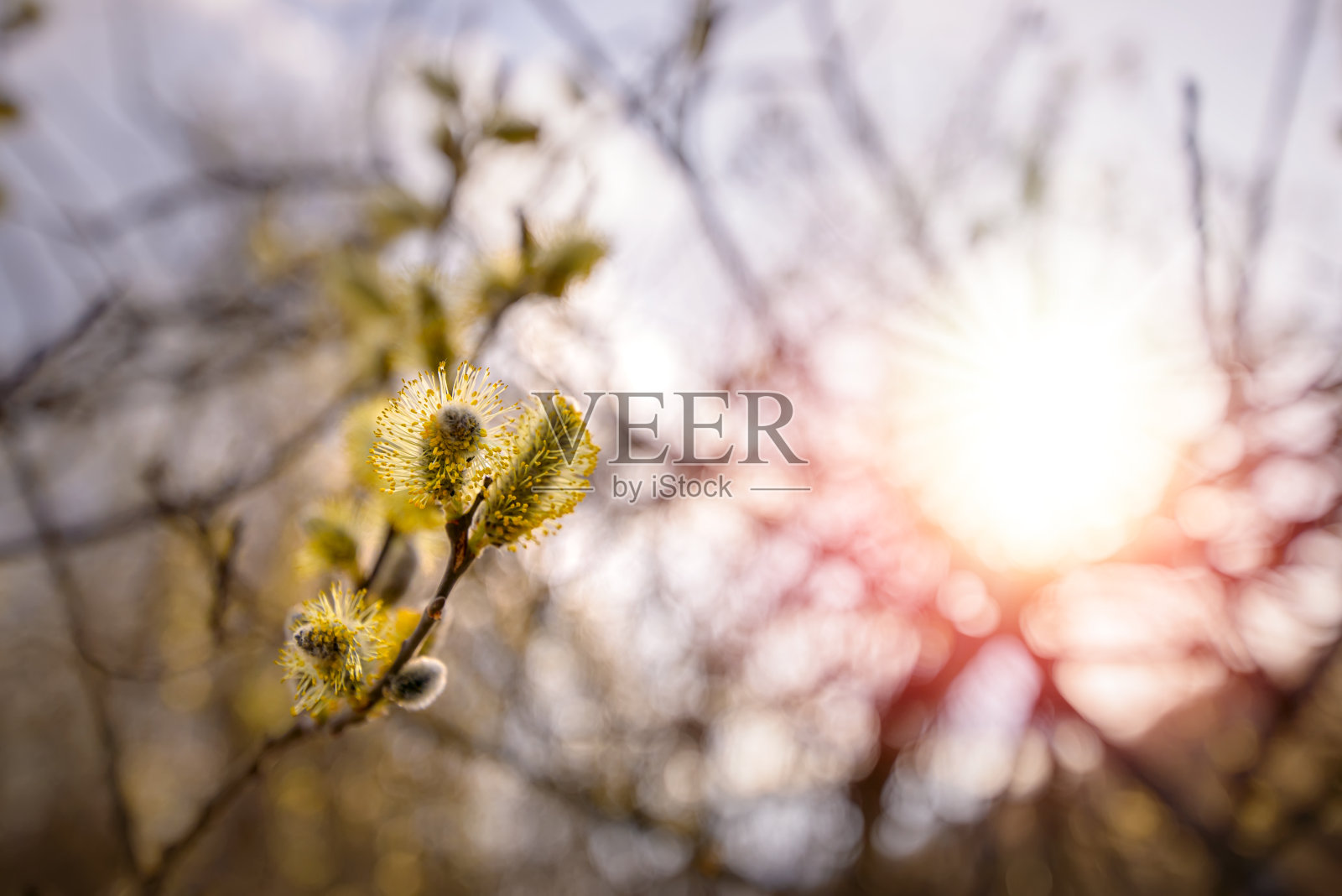 春天的枝头小猫柳树在彩色模糊的背景。蓬松的黄色柳树耳环。有柳絮的柳枝照片摄影图片